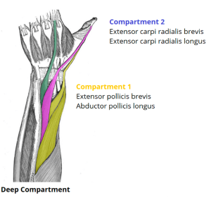 Science Behind The Injury