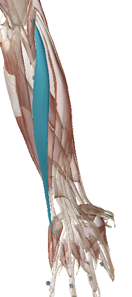 Science Behind The Injury