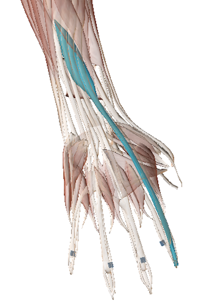Science Behind The Injury