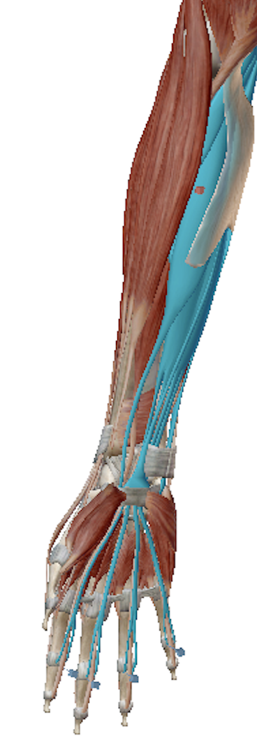 Science Behind The Injury
