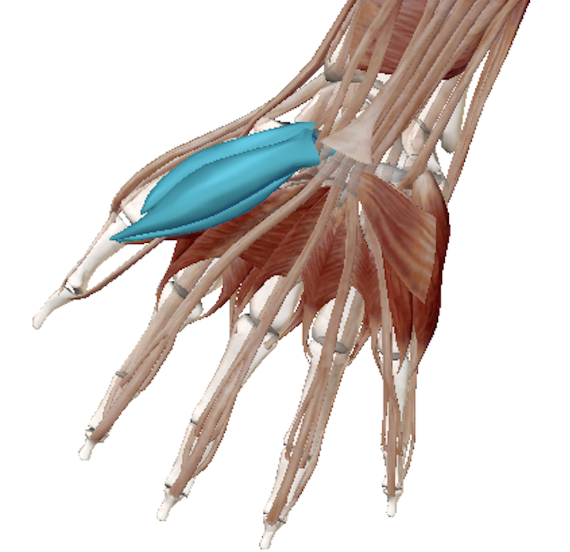 Science Behind The Injury