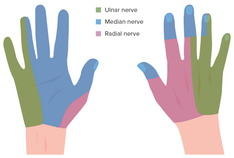 Innervation of the hand showing the ulnar, median, and radial nerve distributions