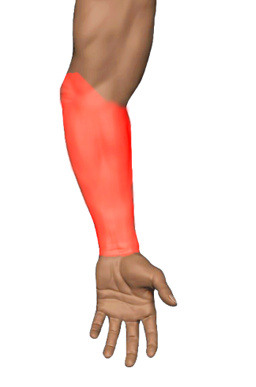 Wrist Flexors (Forearm)