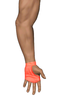Wrist Flexors (Hand)