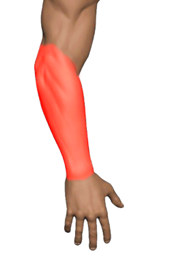Wrist Extensors (Forearm)