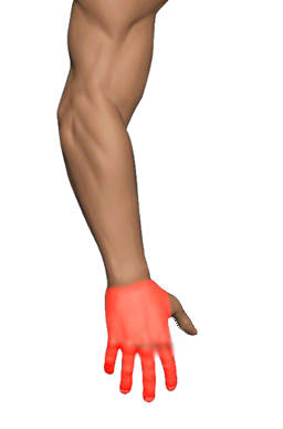Wrist Extensors (Hand)