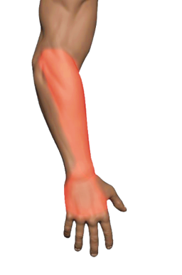 Wrist and finger extensor muscles on the back of the forearm